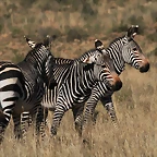 Mountain Zebra National Park 19-05-09 558