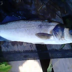 IMG-20140727-WA0009
