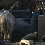 Zoo de Barcelona 25-11-10 211