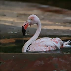 Zoo de Barcelona 25-11-10 037