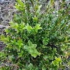 IMG_20210106_163239 (1)