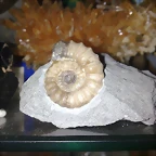 F Amo Promicroceras 5