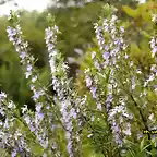 15 romero en flor, marca