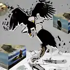 AGUILA1 copia