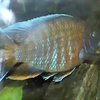 Aulonocara nyassae