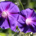 06, campanillas violetas, marca blanca