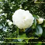 Camellia japonica 'Mathotiana Alba'