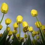 Low-Tulips-1