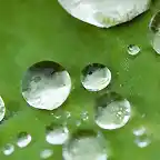 Leaf-Droplets-1