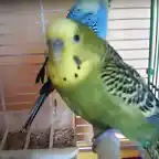 mi perico