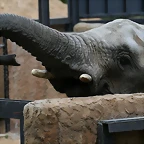Zoo de Barcelona 28-01-11 138