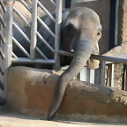 Zoo de Barcelona 09-02-11 332