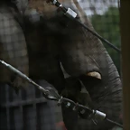 Zoo de Barcelona 28-01-11 190