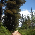 DSCN5363