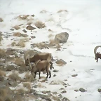 3 ibex comiendo