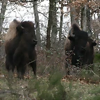 Zoo Lyon + Safari Peaugres febrer 2011 1616