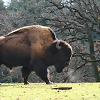 Zoo Lyon + Safari Peaugres febrer 2011 1676