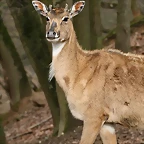 Zoo Lyon + Safari Peaugres febrer 2011 1701