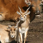 Zoo Lyon + Safari Peaugres febrer 2011 1687