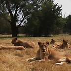 Lion Park i Rhino & Lion Nature Reserve 22-04-09 117