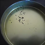 SAM_1149