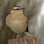 calandria