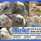 alcoton