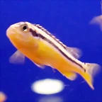 Melanochromis auratus