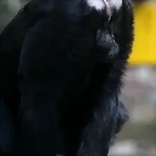 Zoo de Barcelona 27-03-11 232