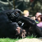 Zoo de Barcelona 27-03-11 241