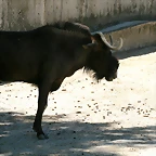 Varios 08-07-11 339