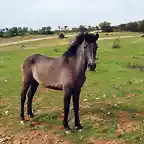 potro en jarrabotines