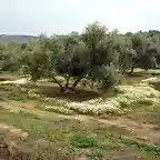 margaritas en las olivas
