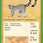 lemur de cola anillada