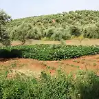 tabla de patatas en flor