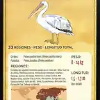 pelicano vulgar