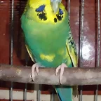 Pablo 30