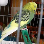 Pablo 8_2_10