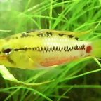 Apistogramma hongsloi