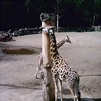 PIC03349