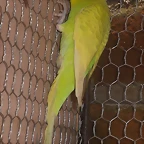 PERICOS 029