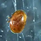 varroa mordida-colmena 4