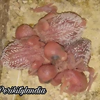 FB_IMG_1545470378436