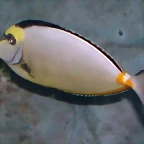 Naso lituratus