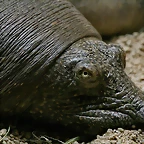 Zoo de Barcelona 30-04-11 i 01-05-11 400