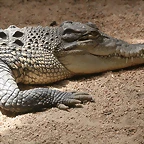 Zoo de Barcelona 30-04-11 i 01-05-11 406