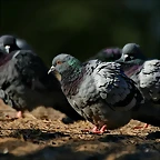 Zoo de Barcelona 23-01-11 449