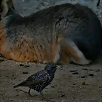 Zoo de Barcelona 23-01-11 465