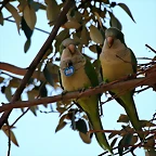 Zoo de Barcelona 23-01-11 198