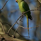 Zoo de Barcelona 23-01-11 301